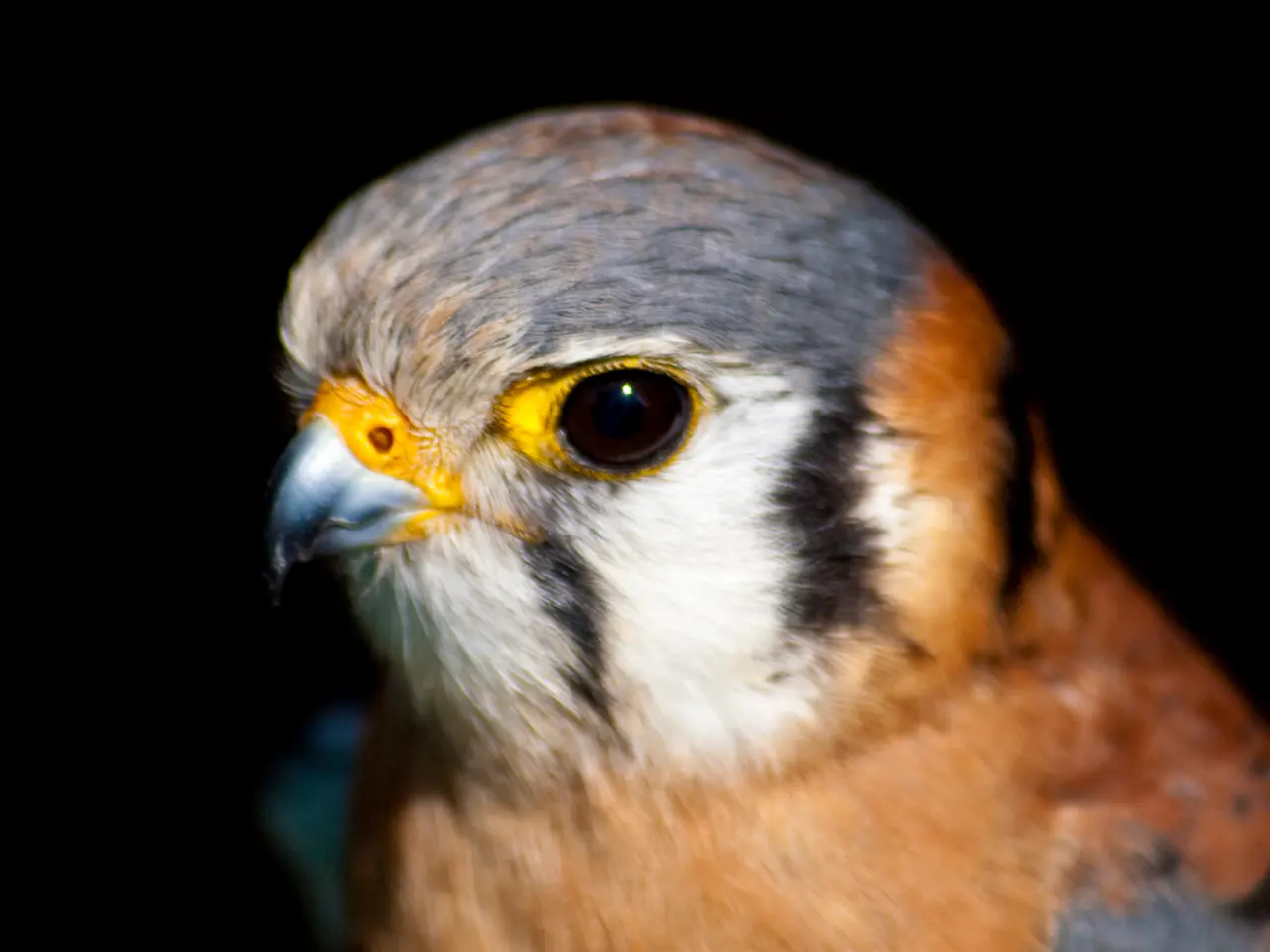 Top-Ranking Zoom Lenses for Capturing Wildlife in 2025's Wilderness