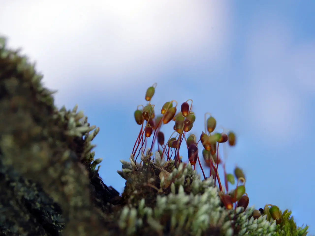 Comparing the Vaonis Vespera II and the Unistellar Odyssey Pro: Which one is the best fit for you?