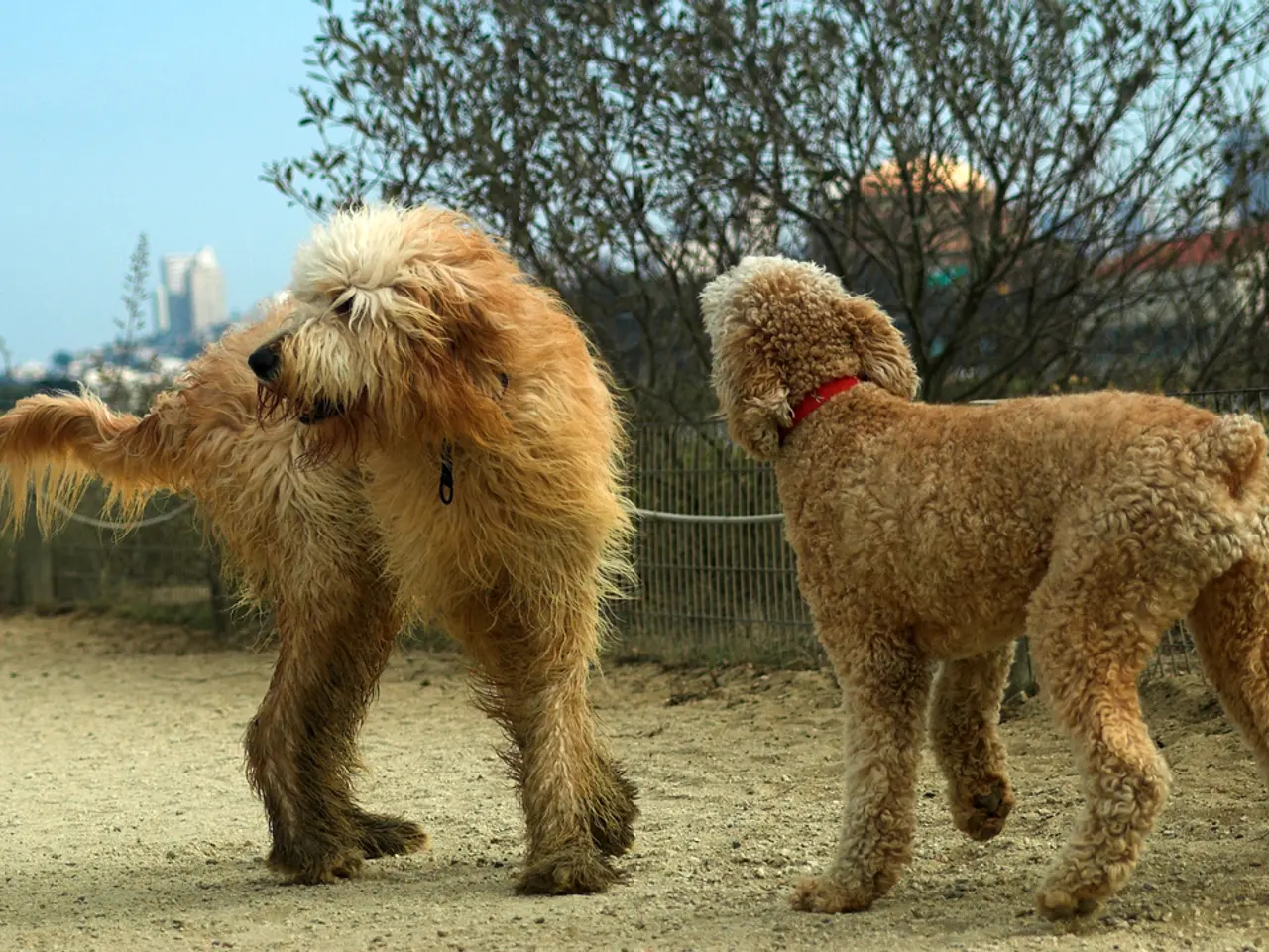 Technology streamlines kitten rescues, boosting success rates together with unwavering dedication