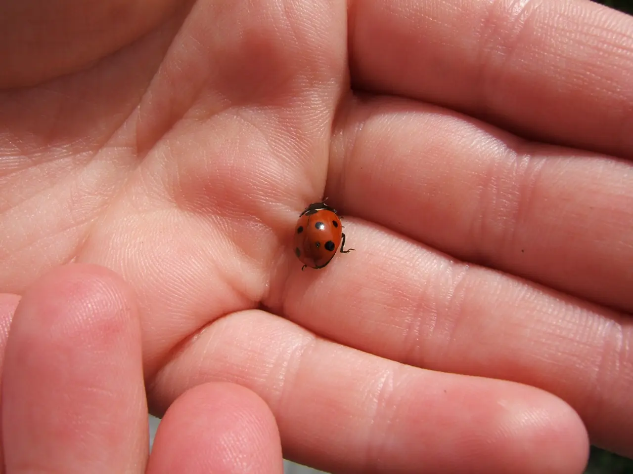 In this image we can see a bug in someone's hand.