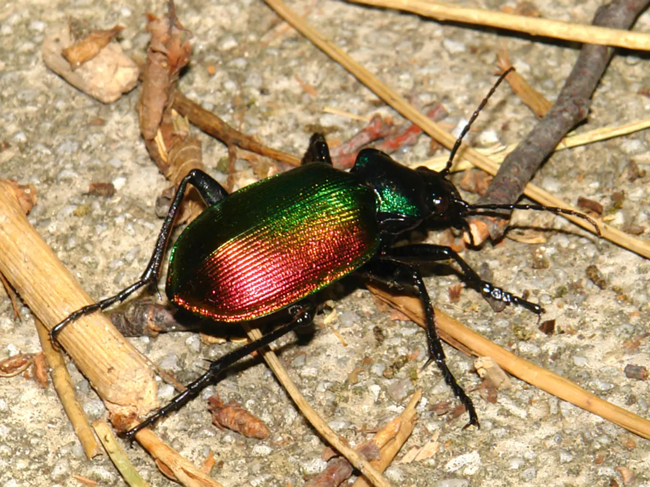 This picture shows a beetle on the ground and we see few sticks.