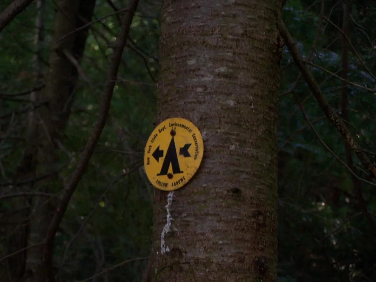 In the image there is a tree with caution board on it and behind there are many trees all over the...