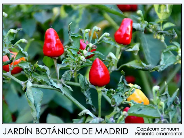 Determine the Linux Operating System Version