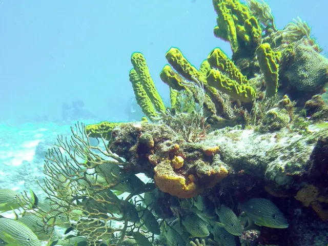 Check out the top reefing equipment of the summer season that we're loving!