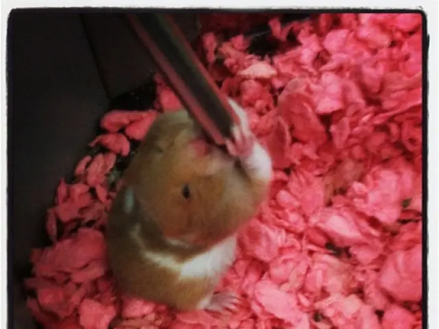 FBI Confiscates Significant Hacking Platform