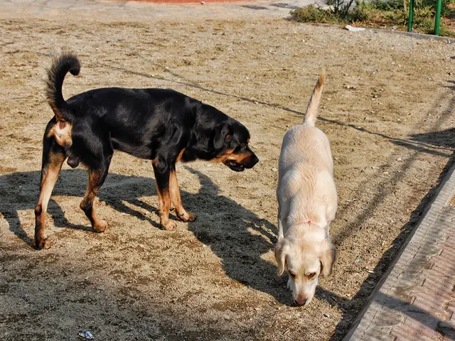 Dog mining app for Dogecoin, offered by cloud mining platform, aims to enhance Dogecoin mining...