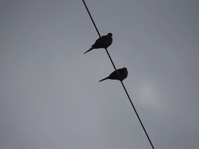 Unmanned aerial vehicles equipping with voltage line sensors