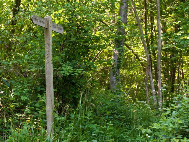 Constructing a Semantic Search Engine with Weaviate for Advanced Query Processing