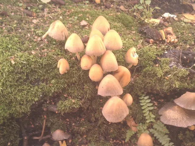 Autonomous Mushroom Harvesting Technology Expansion Funded by $29m Series B Investment from 4AG...