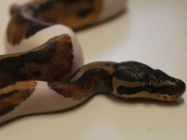 Implementing Edge Detection with Python and the Pillow Library