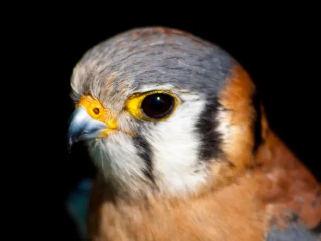 Top-Ranking Zoom Lenses for Capturing Wildlife in 2025's Wilderness