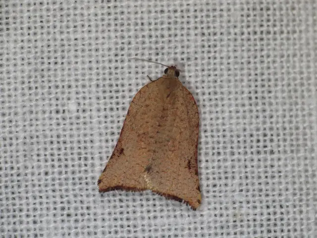 Drones may face a ban due to the intervention of auditors, with the primary reason being...