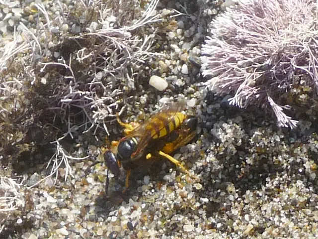 Nuclear site in the US hosts wasp nest exceeding radiation safety standards by a factor of ten