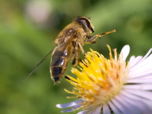 Manuka Honey's Active Component: An Explanation of MGO