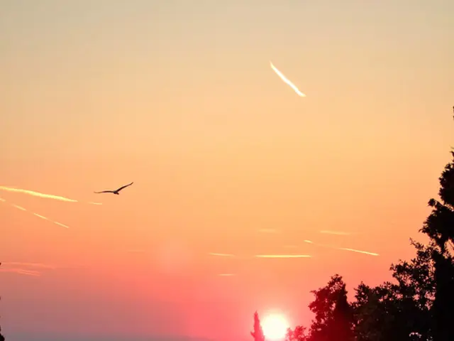 Cosmos, Sirens of the Deep, and Fluffy Creatures