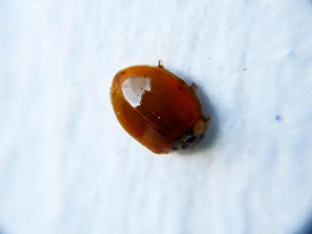 Direct Debit payment issues reported by An Post have been effectively addressed