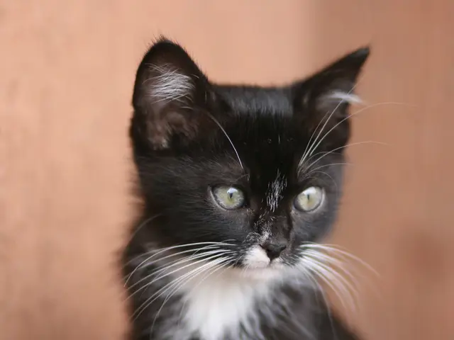 Tesla debuts more affordable Model Y in Canada and the United States