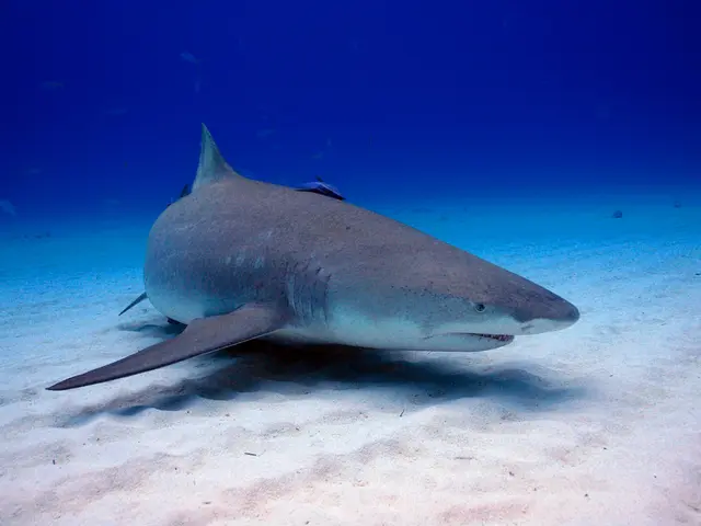 BYD Debuts Compact Hatchback Model, the Seagull, in El Salvador