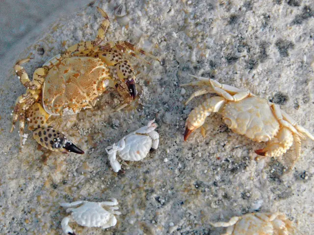 Unveiled: Hidden Spots for Northern Scorpions in Grounded 2, along with loot and tactics for...