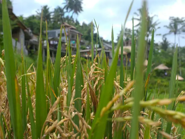 Paddy farmers in Telangana generate carbon credits through their cultivation activities