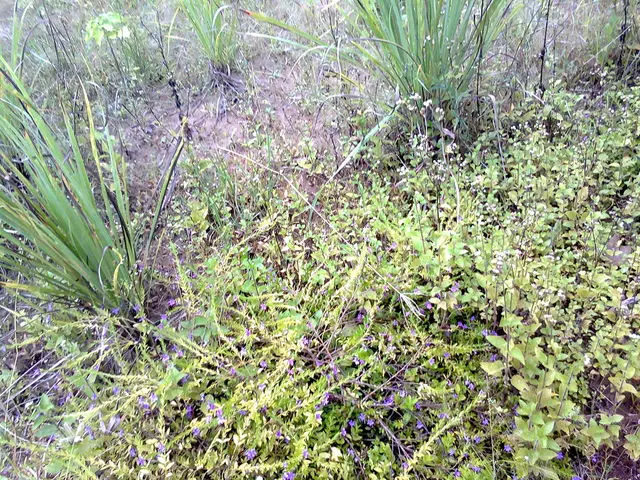 Circumstellar Disk Astrochemistry - Definition and Comprehensive Description - Astrochemistry...