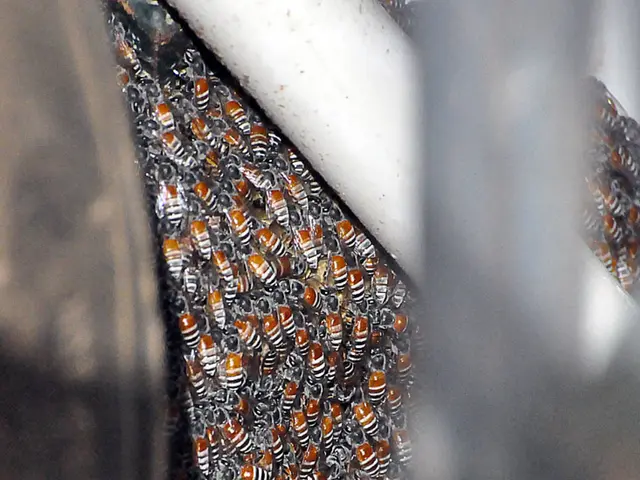 Developing automated bee-like robots for wildlife observation purposes in the field of Computer...