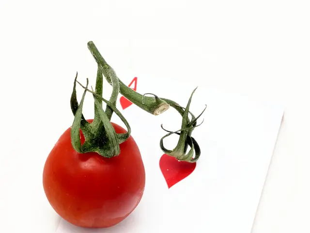 Newest Game from The New York Times: Guide on Playing Pips