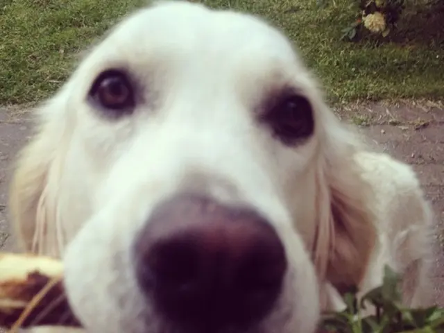 Stock Value of Dogecoin Treasury Company Fluctuates after Assets Exceed 600 Million DOGE