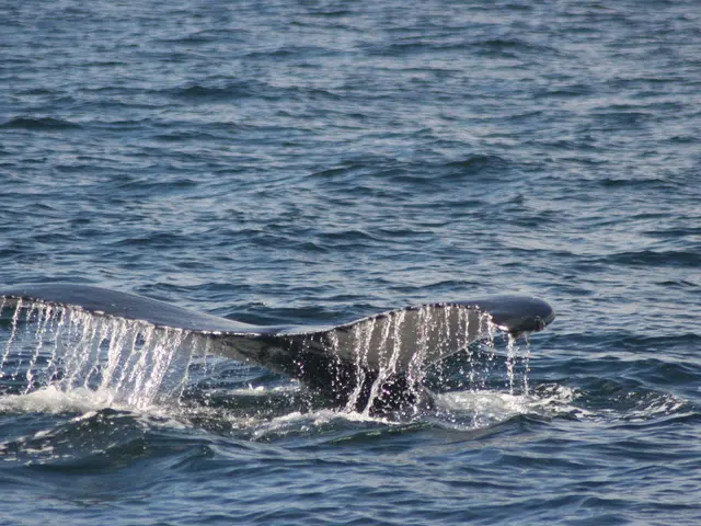 Surge in Whale Activity Boosts Chainlink (LINK), Pushing Towards $30 Mark in Bullish Market Trend