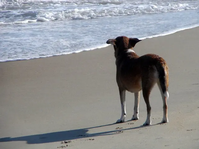 Dogecoin's hoard-gathering blueprint from CleanCore: Accumulate a billion DOGE in a single month