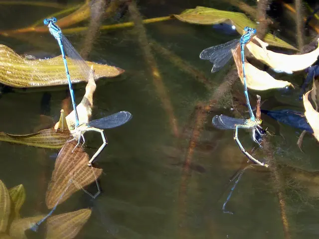 Adolescents actively promote servicing large water insects as a culinary option