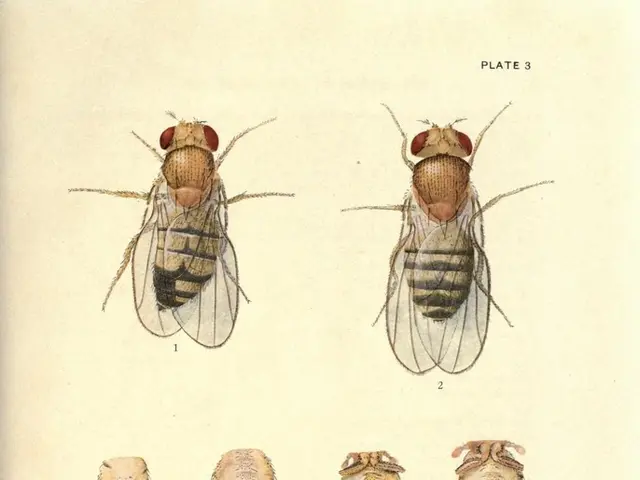In this image there are few pictures of the insects are on it. Bottom of the image there is some...