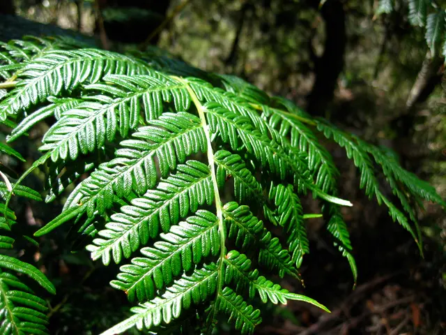 In this image in the front there are leaves and the background is blurry.
