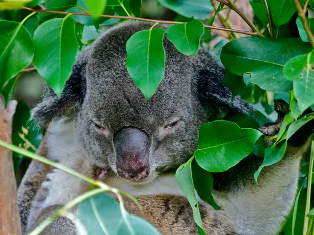 In this image there is a koala on a tree, there are leaves around the koala.