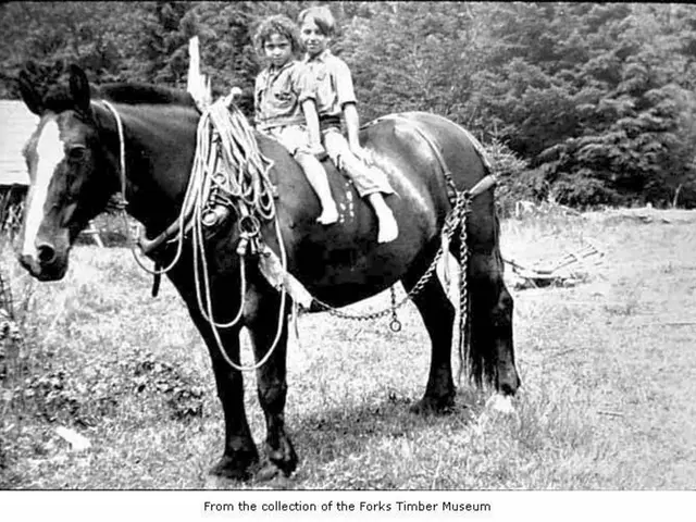 2 persons are sitting on a horse. to the horse many ropes and chains are tied. the is black in...