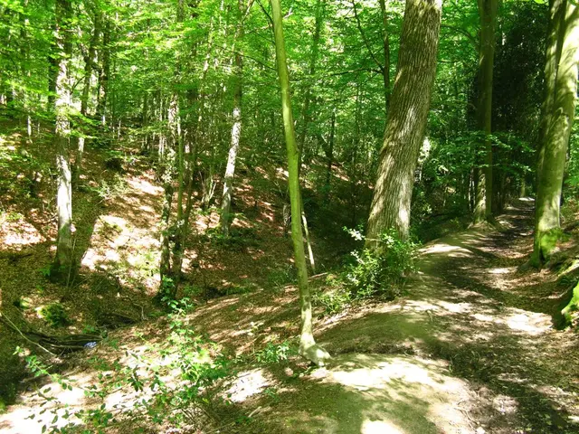 In the image there are trees all over the land.