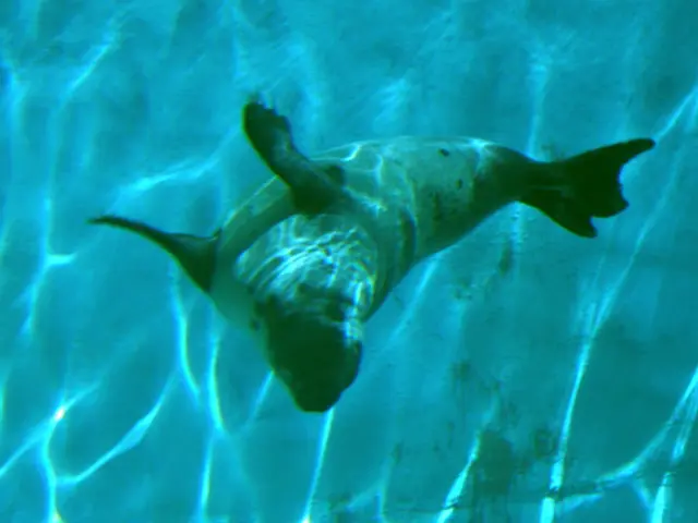 In this image there is a seal in the water.