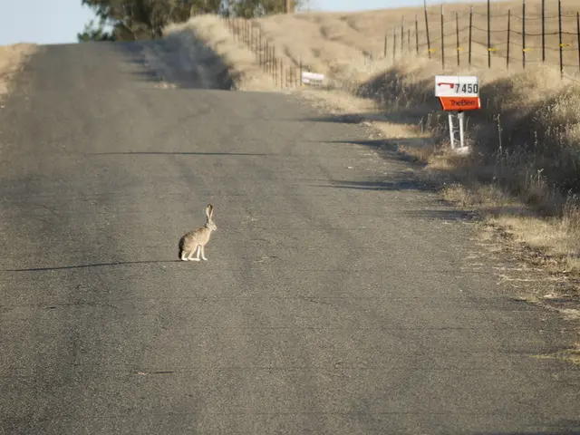 In the center of the image there is an animal on the road. To the right side of the image there is...