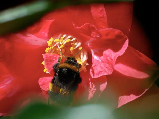 In the center of the image we can see a bug on the flower.